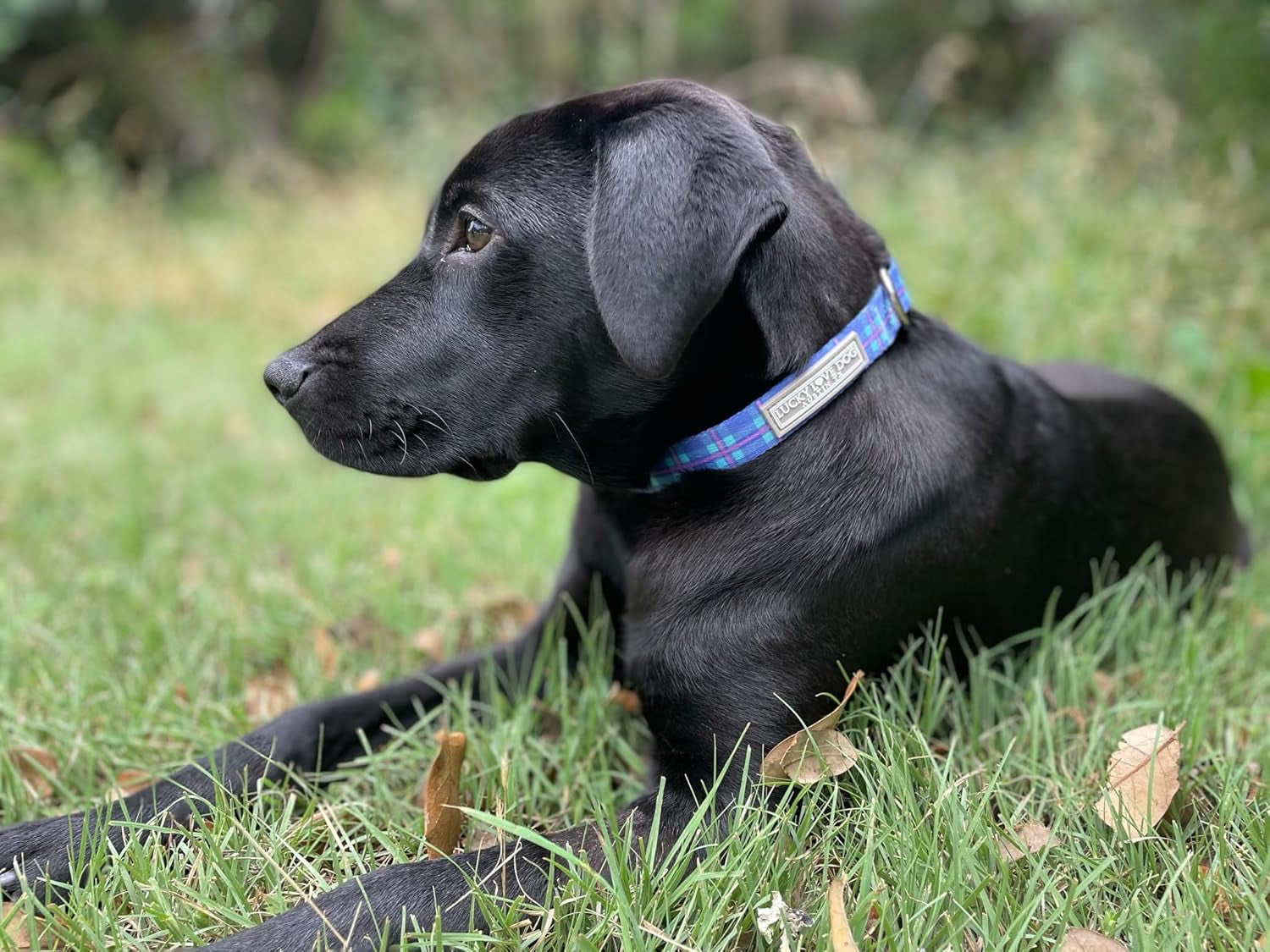 - Adjustable Dog Collar with Easy Click Buckle for Small to Large Dogs, Durable, & Comfortable for Male & Female Dogs, Pet Collar for Puppies & Adult Ones - Scotty, Large